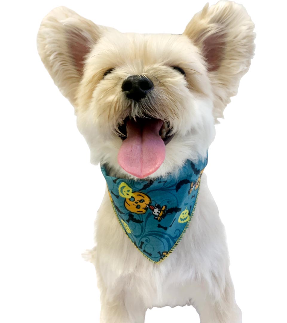 PKS12 60 Assorted HALLOWEEN Tieback Dog Grooming Bandanas / Groomers Bulk Package