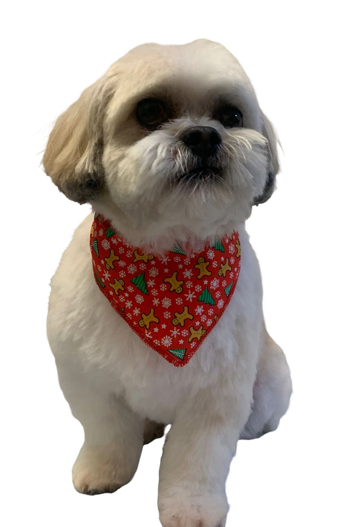 S3206 Christmas Ginger Bandana