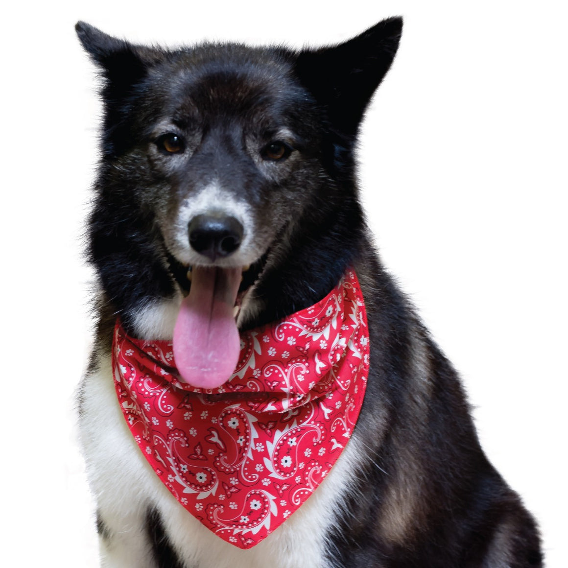 SPKS2 Bandanas Variety Pack Per Size - 12 assorted PAISLEY bandanas  