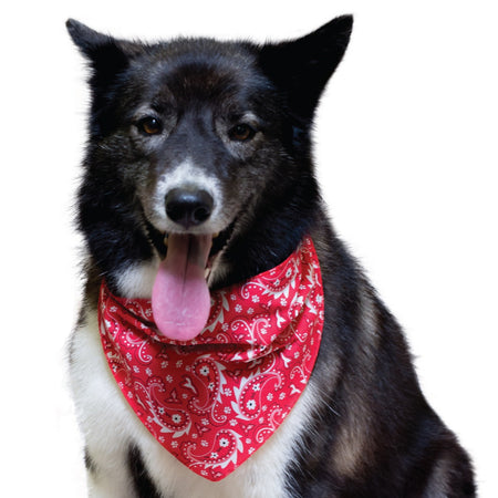 SPKS2 Bandanas Variety Pack Per Size - 12 assorted PAISLEY bandanas  