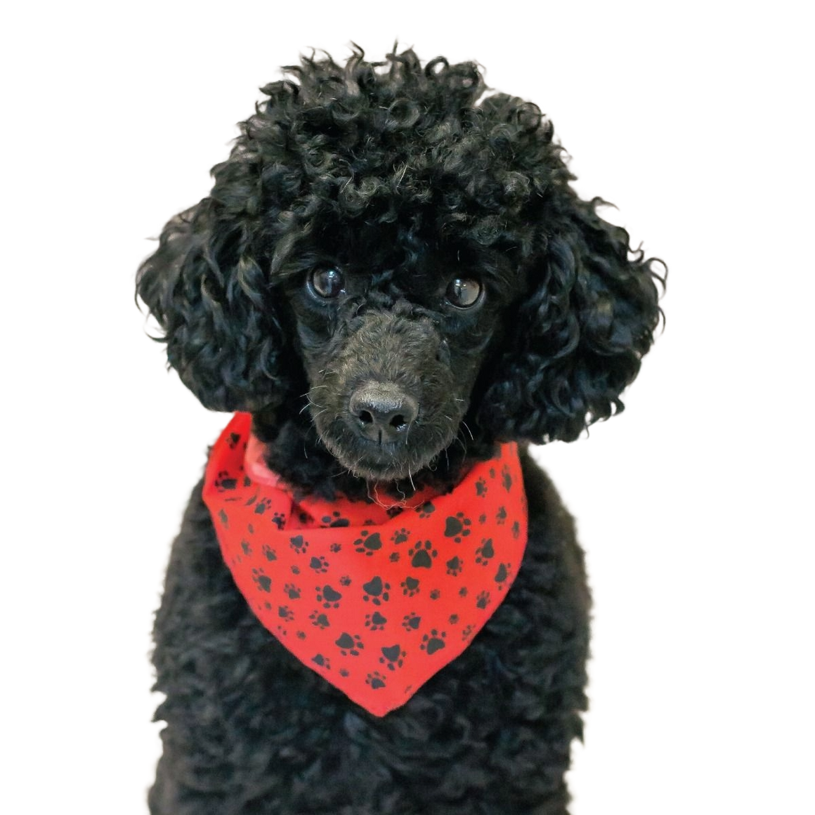 PKS1 60 Assorted PAWS & BONES Tieback Dog Grooming Bandanas / Groomers Bulk Package