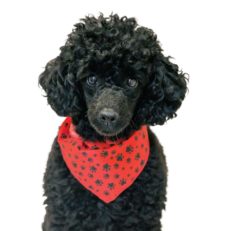 PKS1 60 Assorted PAWS & BONES Tieback Dog Grooming Bandanas / Groomers Bulk Package