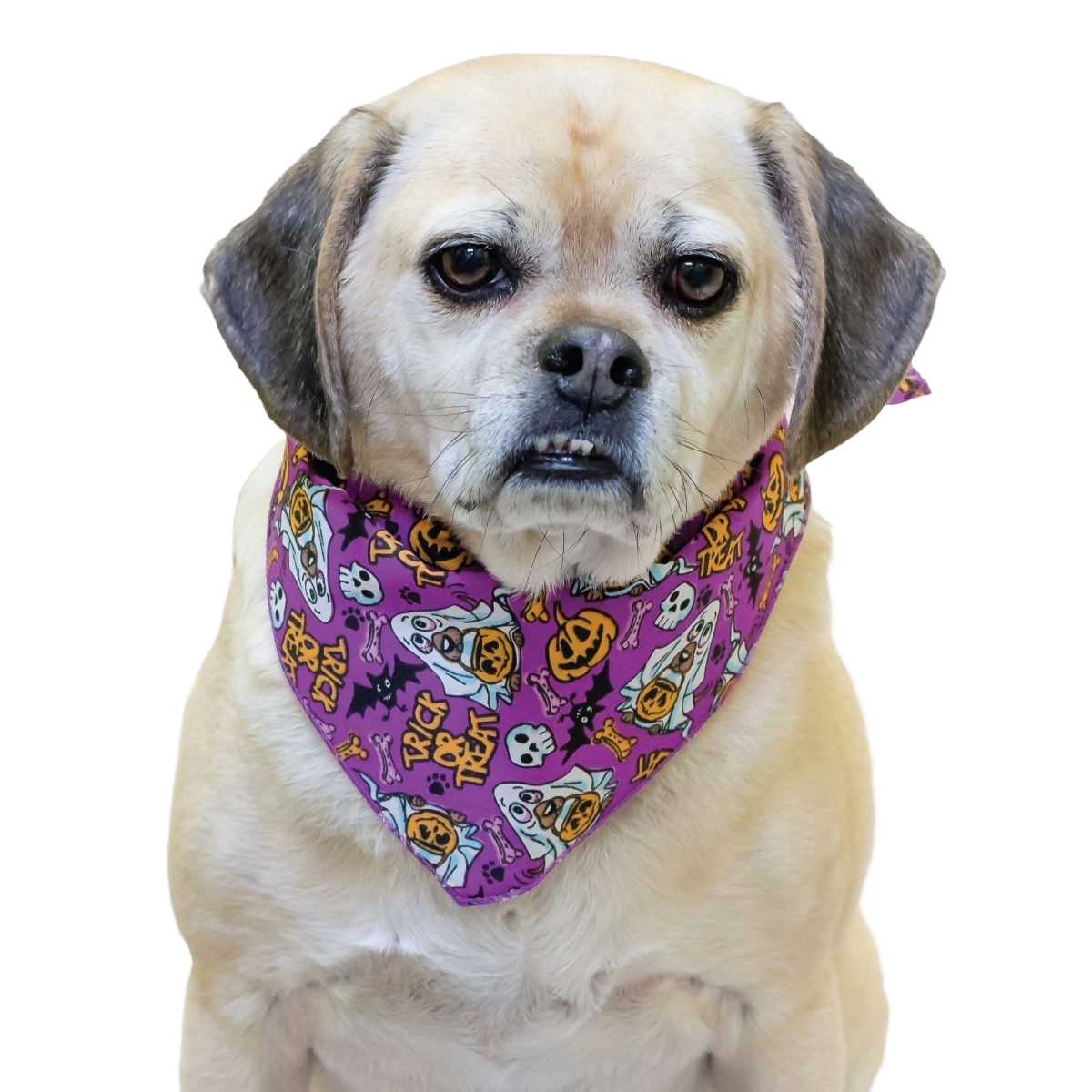 SPKS12 Bandanas Variety Pack Per Size - 12 assorted HALLOWEEN bandanas  