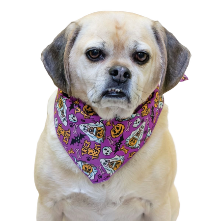 SPKS12 Bandanas Variety Pack Per Size - 12 assorted HALLOWEEN bandanas  