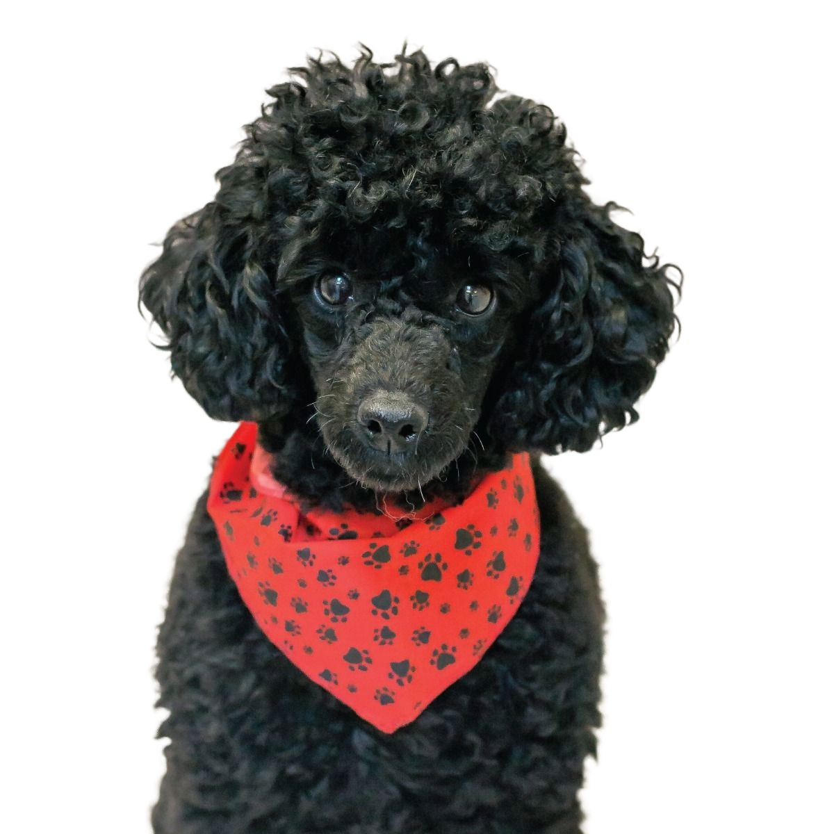 SPKS1 Bandanas Variety Pack Per Size - 12 assorted PAWS & BONES bandanas  