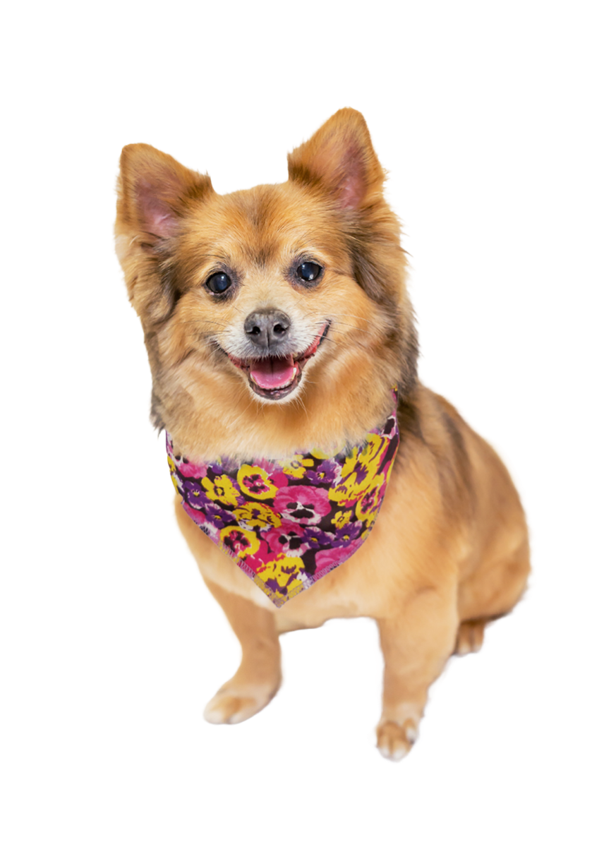 SA3033 Violet Flowers Doggie Bandana
