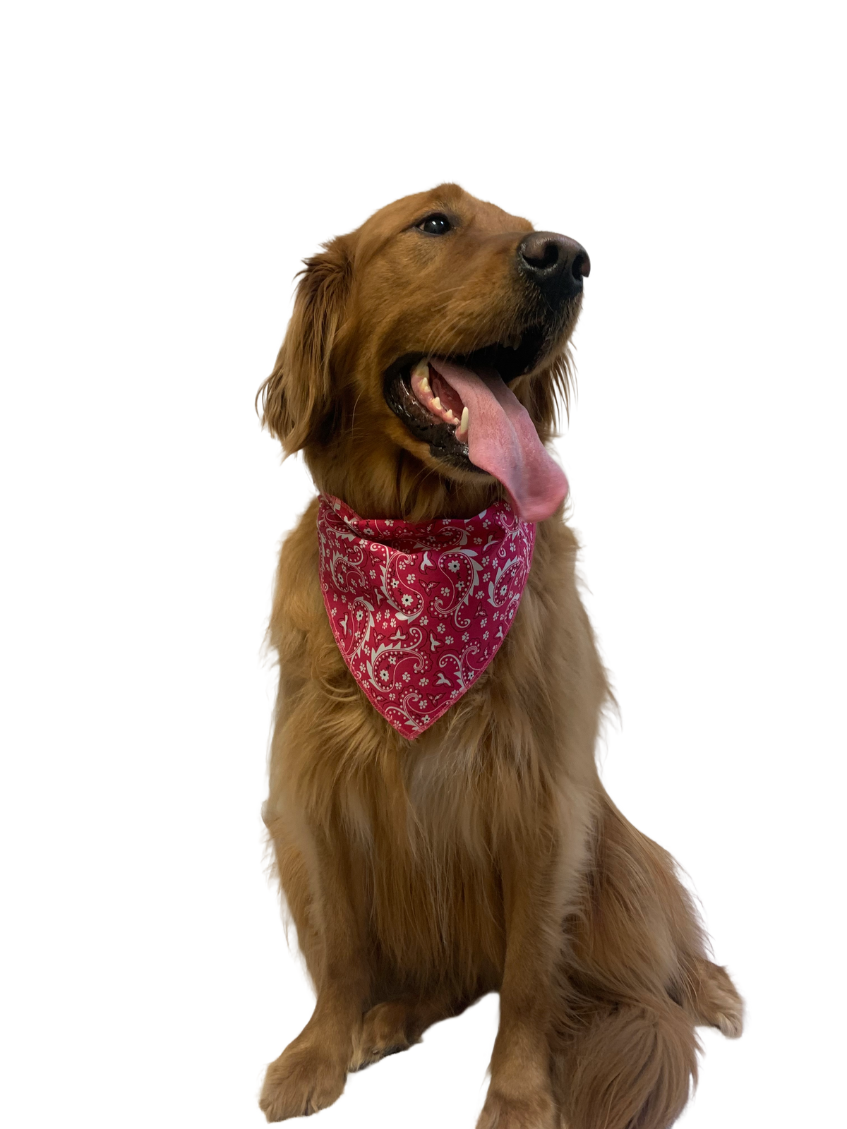 S3193 Paisley & Pawprints Bandana, Red