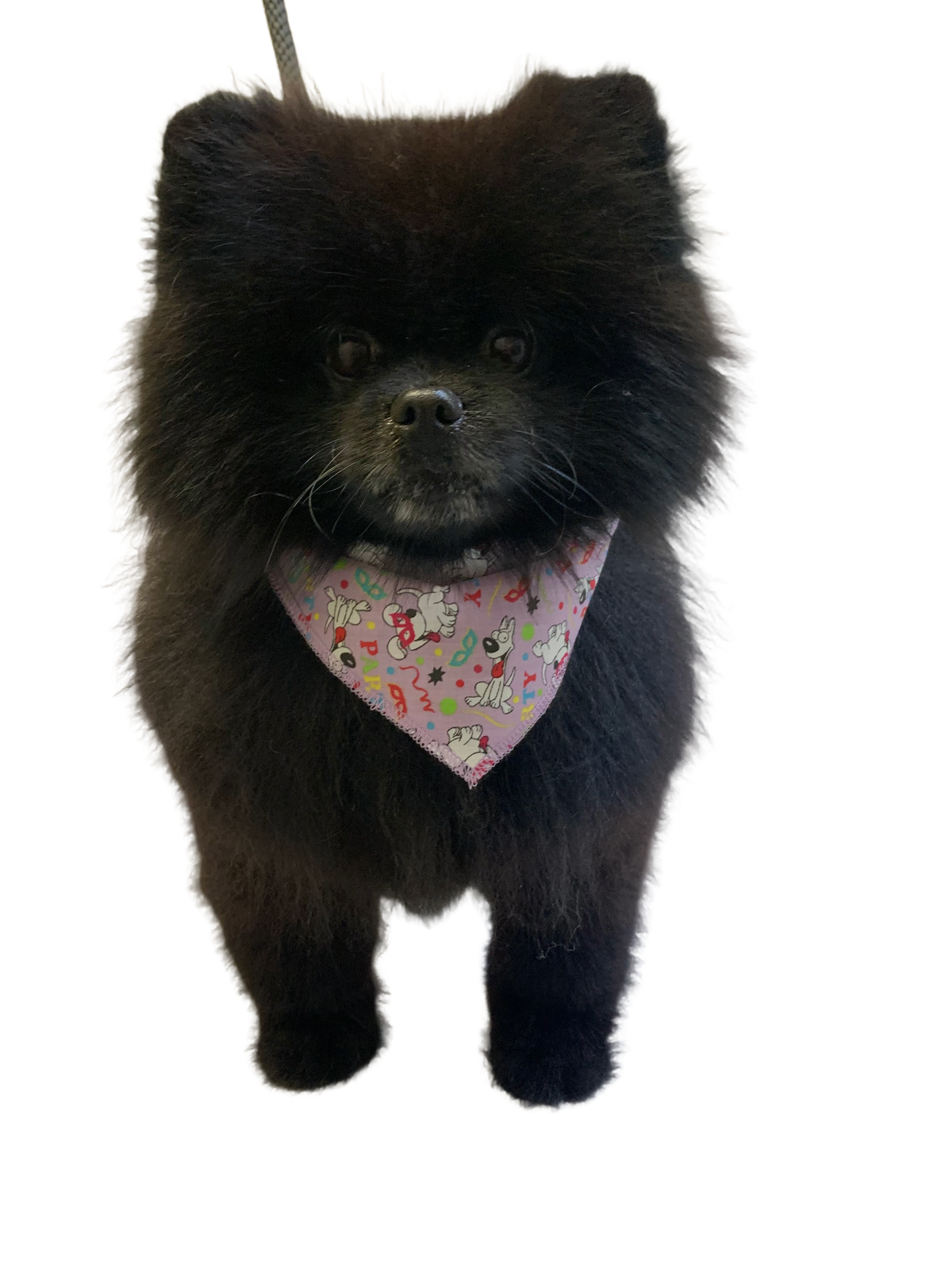 S3240 Party Doggie Bandana, Purple 