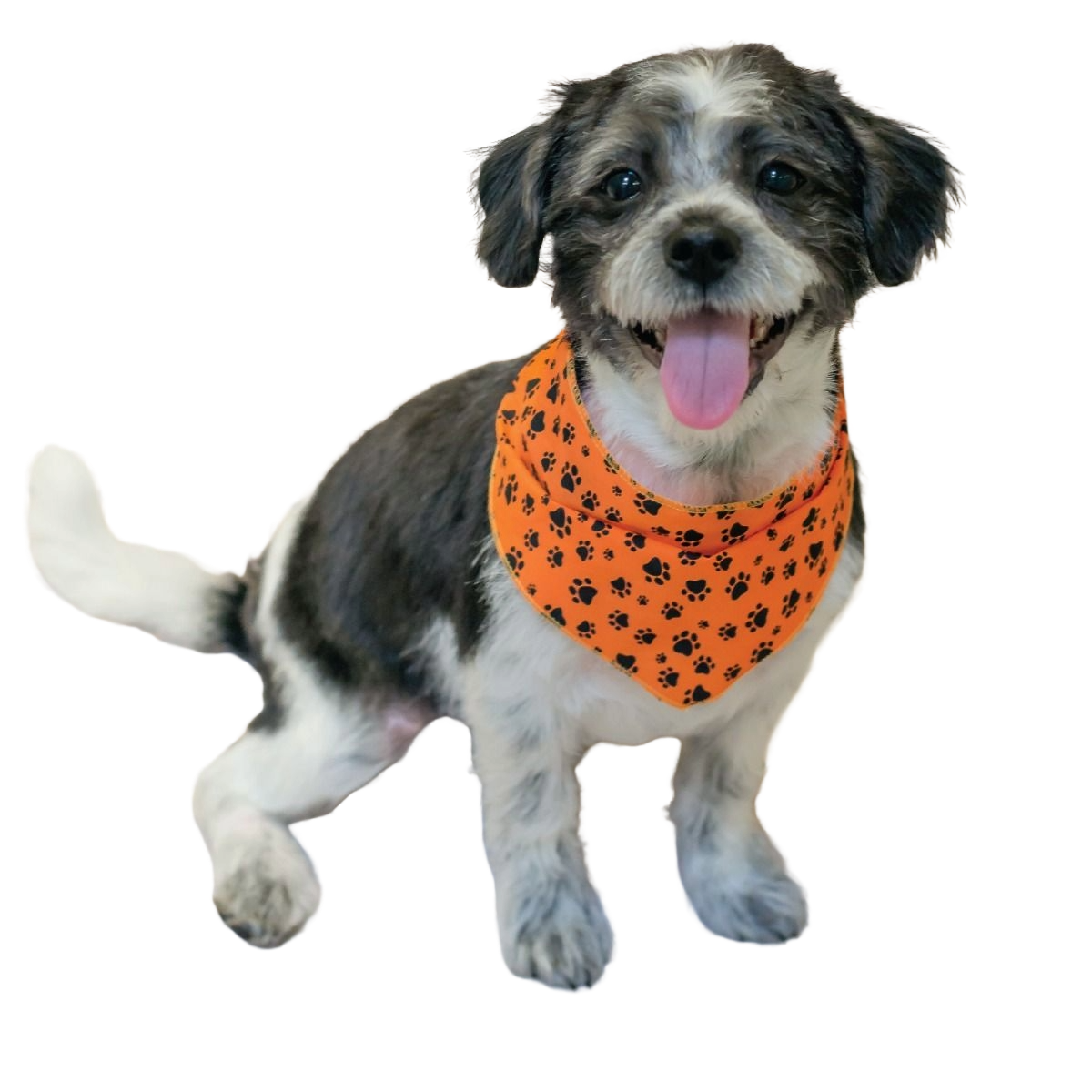 SPKS11 Bandanas Variety Pack Per Size - 12 assorted FALL THANKSGIVING bandanas  